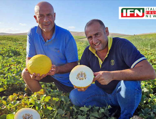 IFN ITALIA FRUIT NEWS | DAL CAMPO – HM.Clause, esordio entusiasmante per il gialletto Aramos F1
