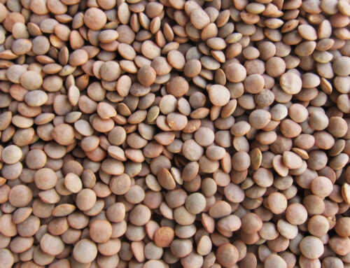 Alimentazione: Lenticchie, il legume che abbassa il colesterolo e regola la pressione
